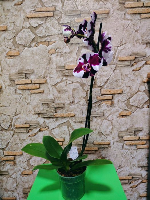 Орхидея Phalaenopsis