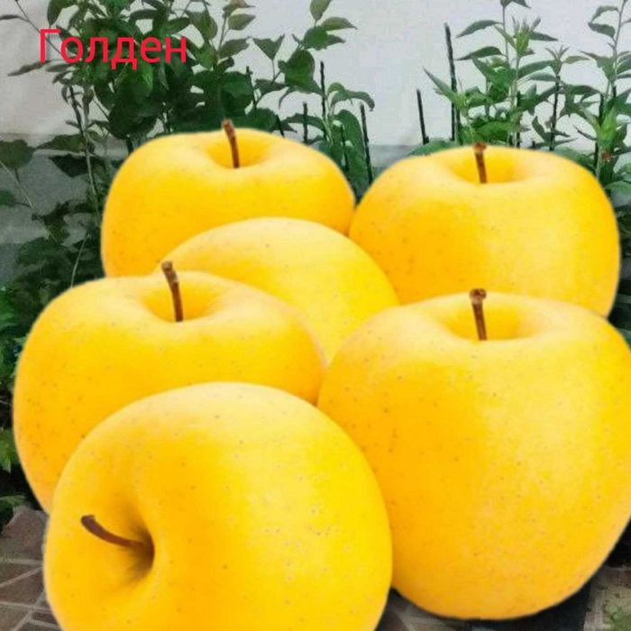 Саженцы для интенсивных садов яблоки