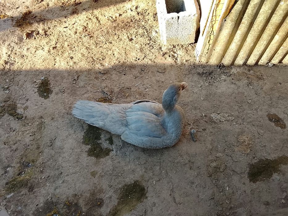 Продам индаутка лаванда