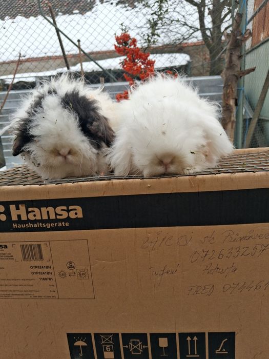 Vănd iepuri angora