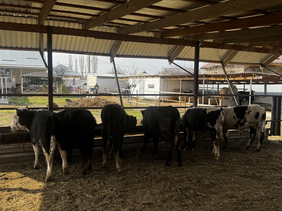 Бычкий продаетсяя