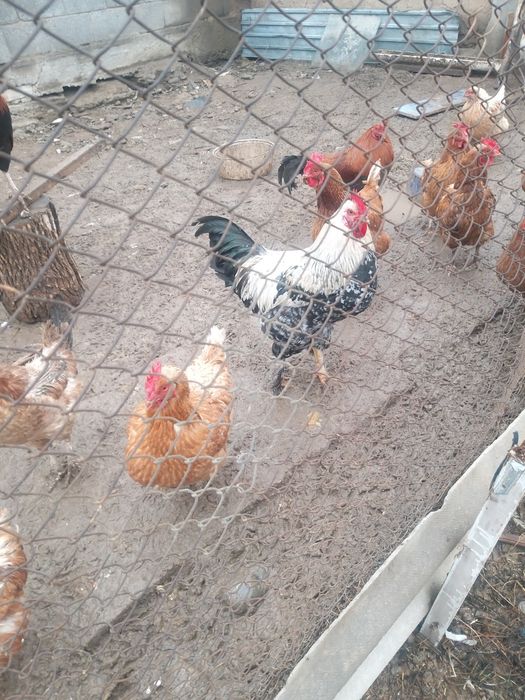 продаётся молодые петушки