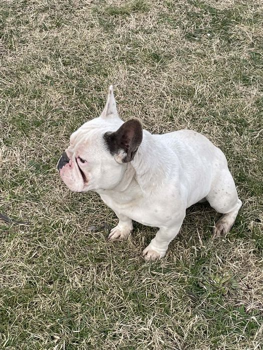 Caine foarte cuminte