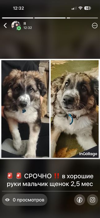 Щенок в добрые руки