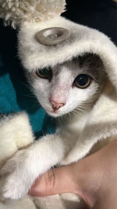 Отдам в добрые руки