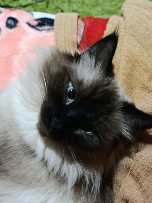 СРОЧНО нужен кот