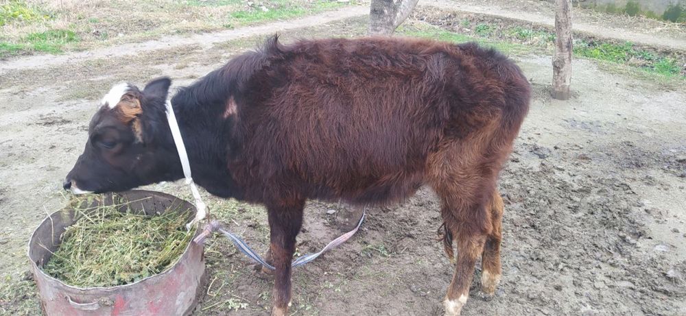 Гуножин молар 2 дона