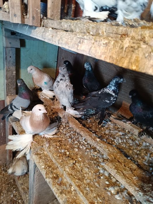 Продаются голуби