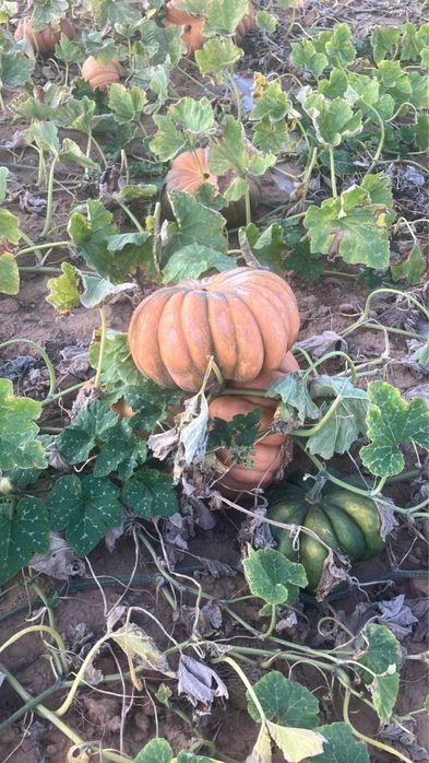 Асқабақ/тыква сорт МУСКАТ