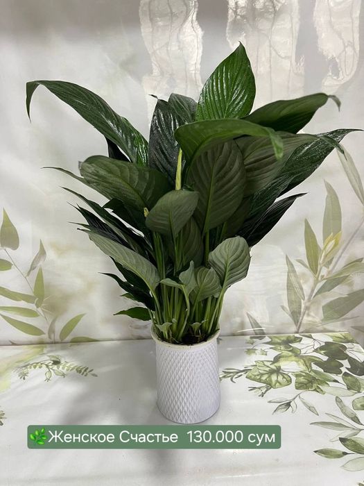 Аспарагус, Рускус, Эпипремнум, Биркин, Сансевиерия и др