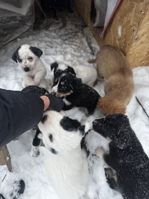 Щенята в добрые руки