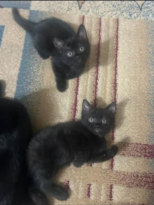 Котята в хорошие руки