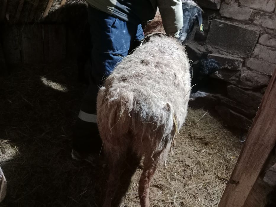 Бараны жирный болшой