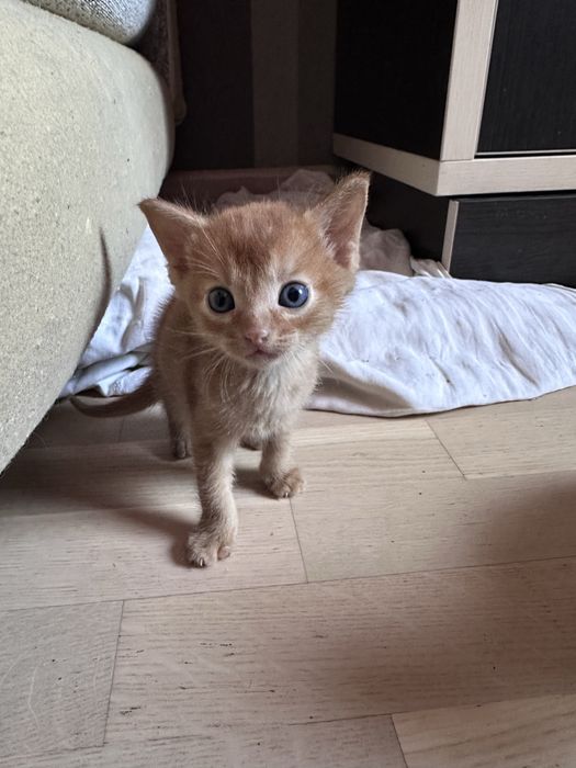 Продам Абиссинских  котят