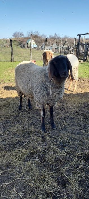 Vand 2 mielute carabase