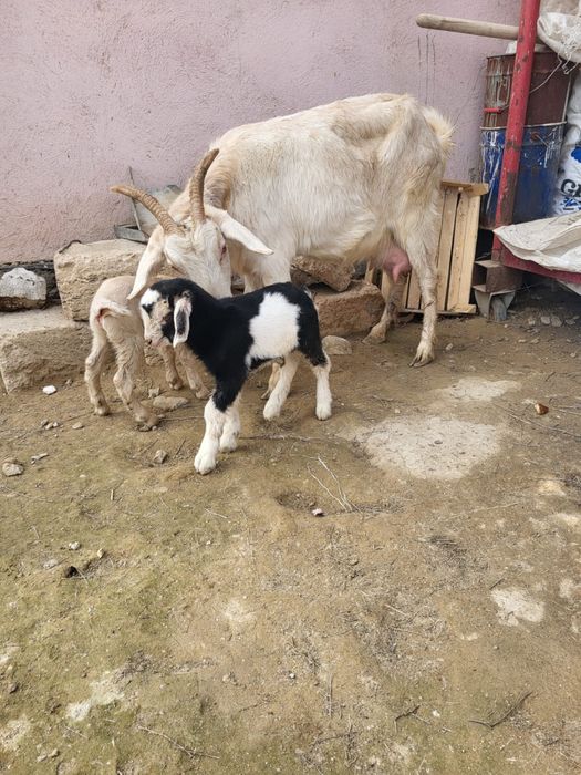 Жақында туған ешкі сатылады