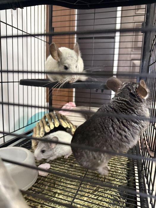 Vând familie de Chinchilla