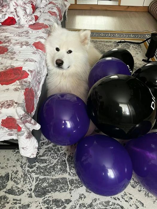 Предлагается самоед кабель для вязки