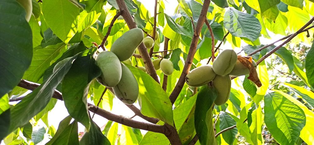 Asimina triloba, Асимина, Пау-пау, Индиански банан