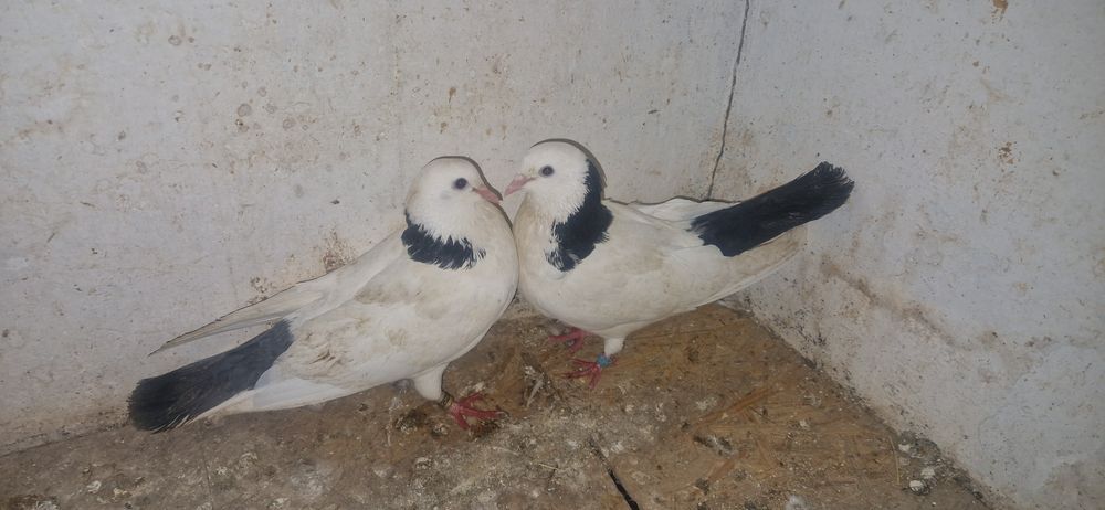 Черношеики пара готовая