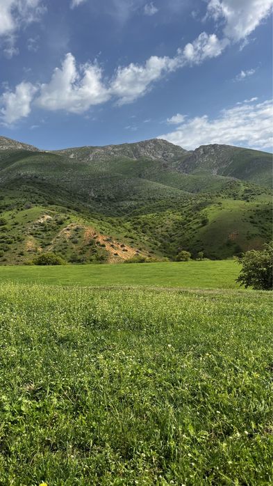 Аманат жылқы бағамыз