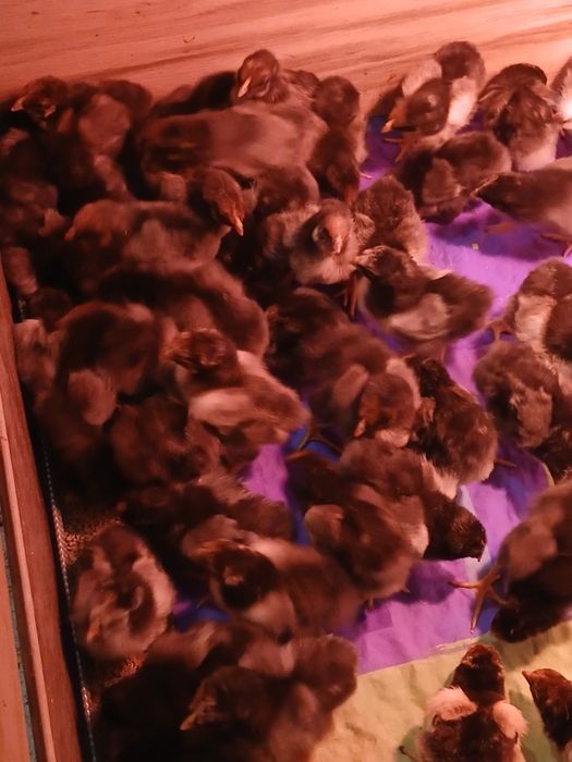 Vând pui de Wiandotte argintiu și gsg .Au 6 zile