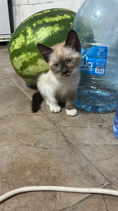 Сиамская кошечка