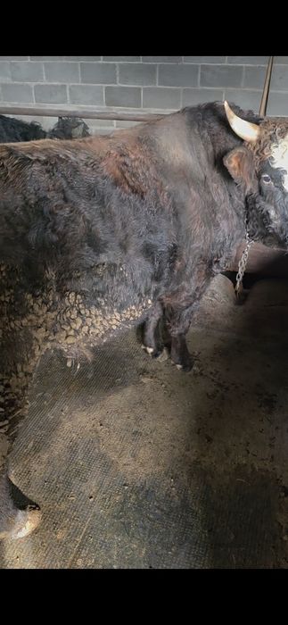 Продам Быка 2,5 года !