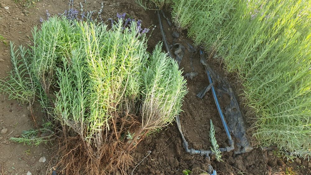 Butasi lavanda in București - frumoși