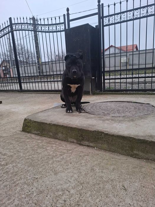 Caini amstaff de vanzare