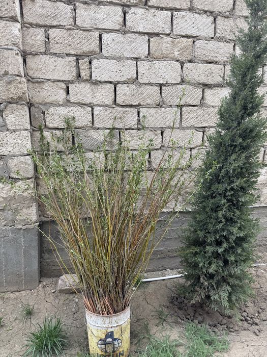 Сажонцы , отроски прямо с огорода