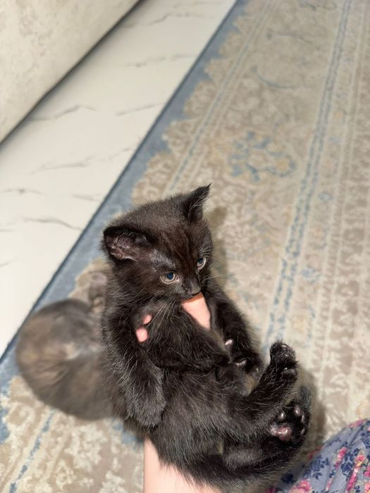 Котята британцы маленькие