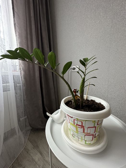 Продам цветы, недорого.