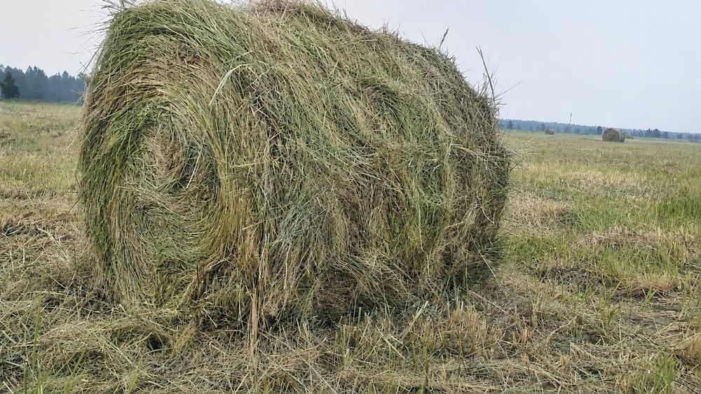 Продам сено рулон 200кг степное разнотраве
