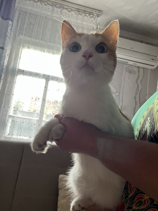Отдам кошечку в добрые руки