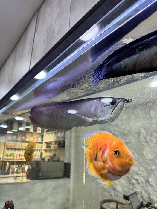 Балыктар сатылады скидкамен