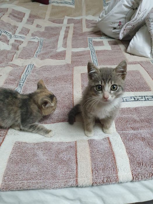 Отдам в добрые руки