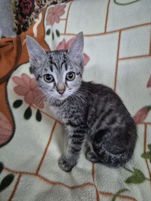 Отдам котят в хорошие руки