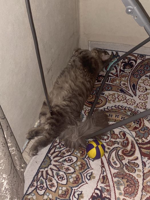 Отдадим умного кота