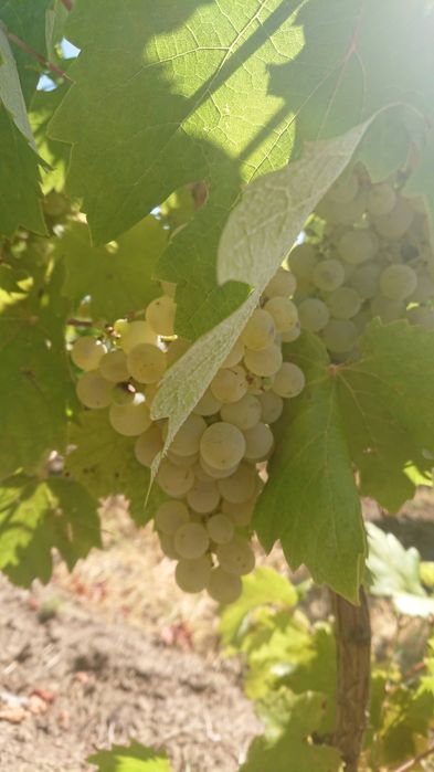 Struguri de vin Huși