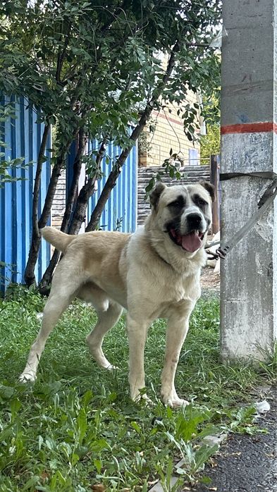 Продается молодой кобель.