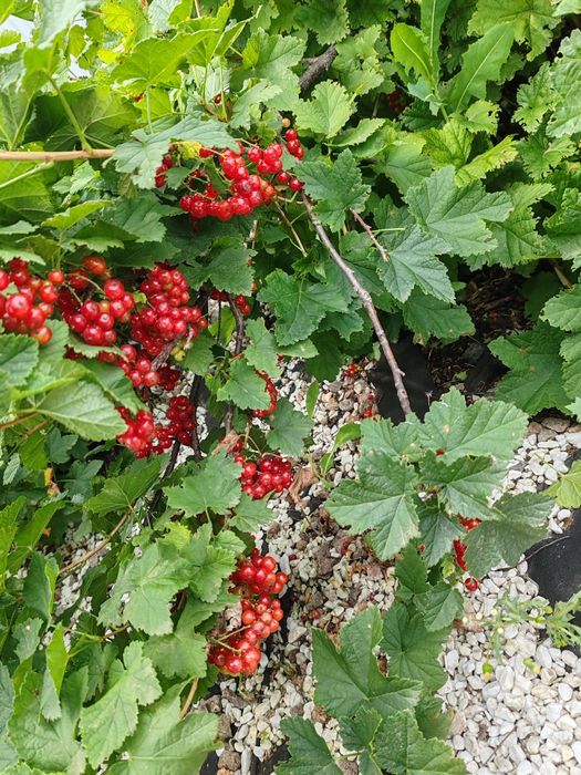 Продам дачу по красноярской трассе