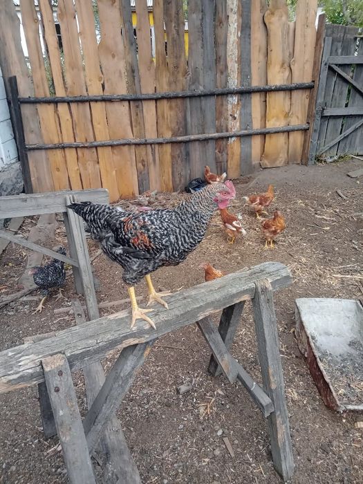 Продам петушков порода даминант