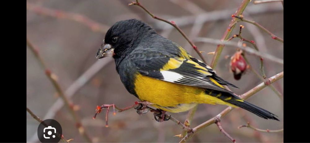 Птица арчевый дубанос
