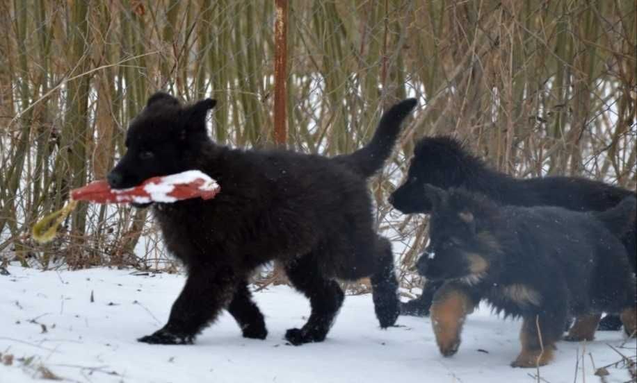 ‼️ЩЕНКИ немецкой овчарки‼️