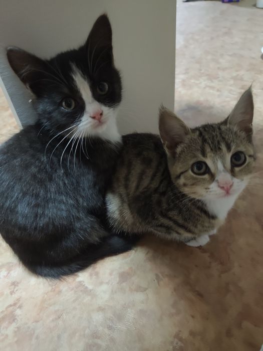 Отдам котят(девочки) в добрые руки