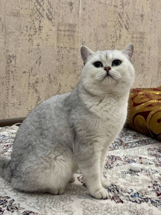 ВЯЗКА ! СЕРЕБРИСТАЯ ШИНШИЛЛА КОТ! сильный, опытный, крупный кот