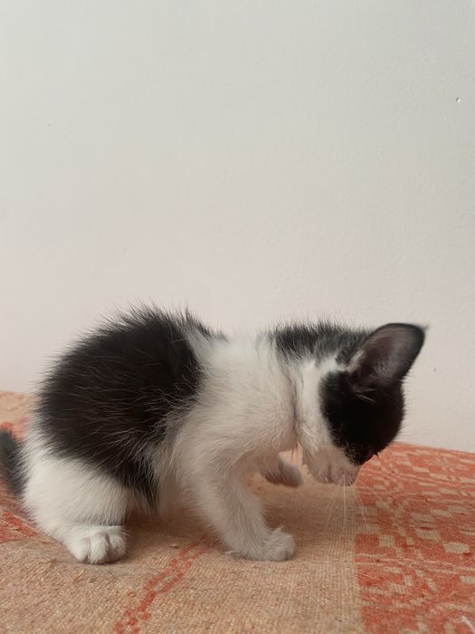 Отдам котенка 1,5 месяца, девочки.
