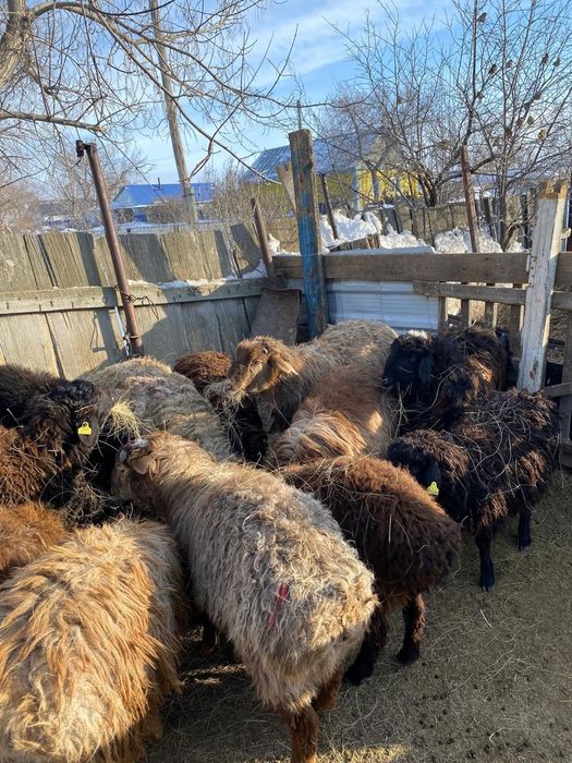 Продам токты кой кошкар