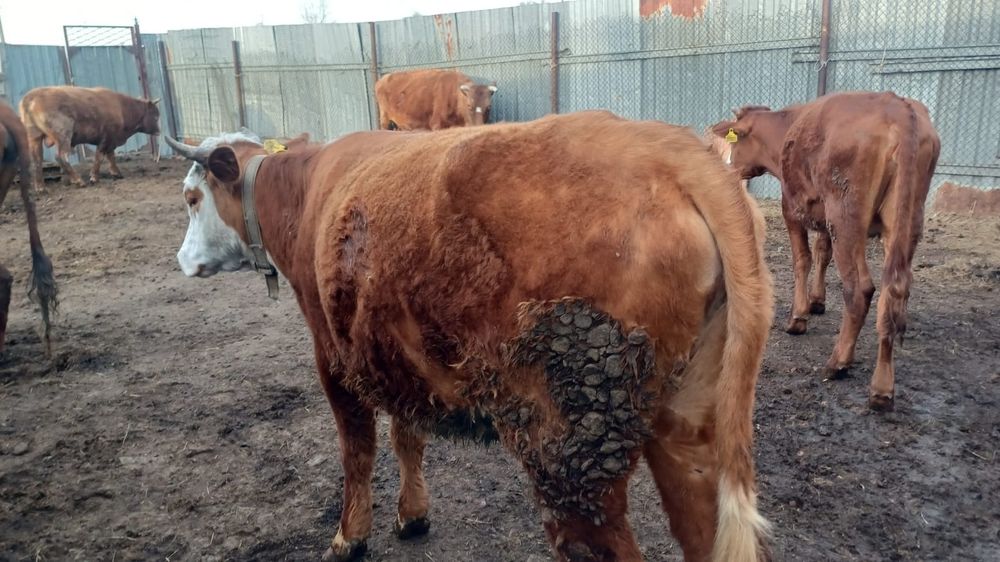 Продаются две телки